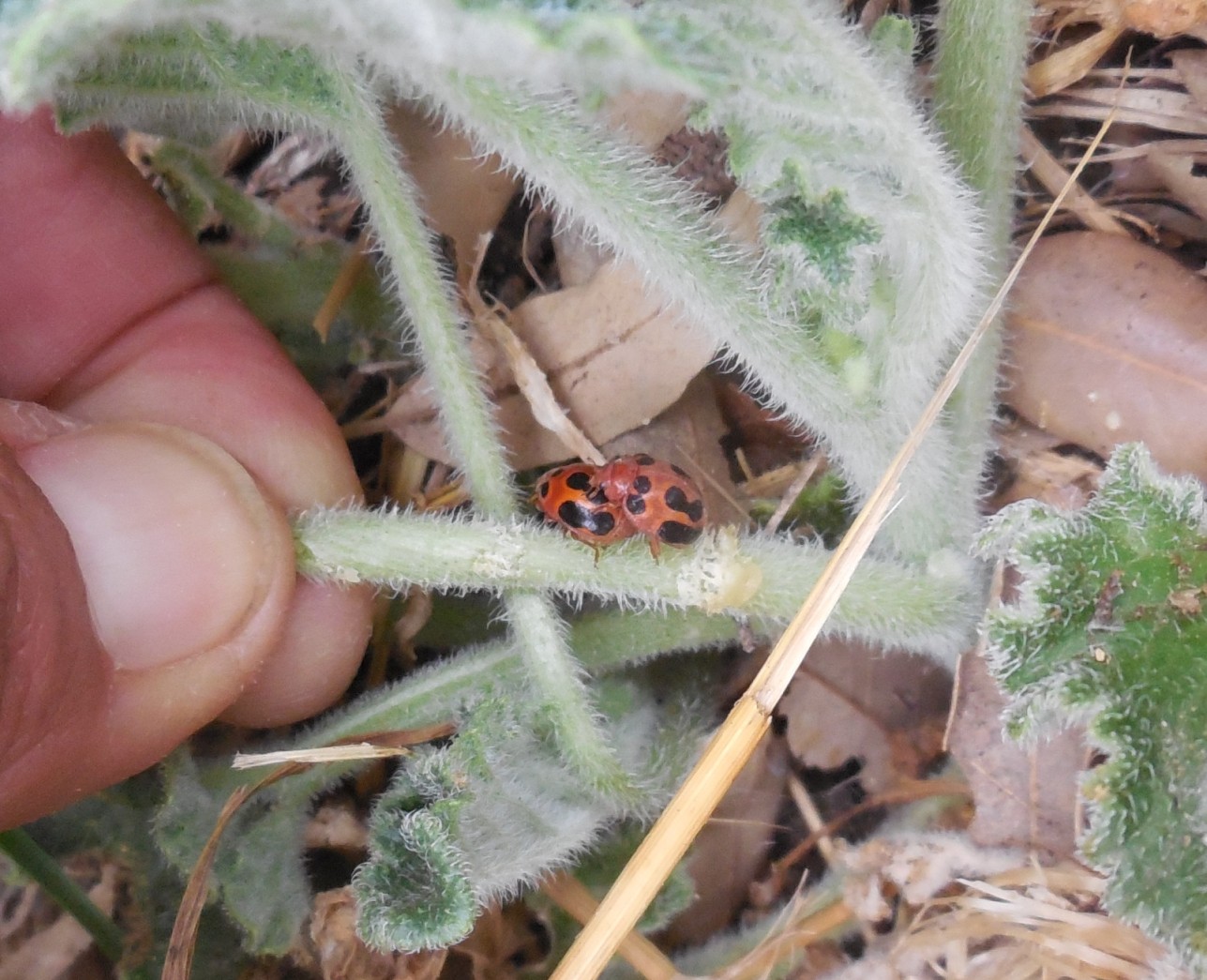 Coccinellidae, Henosepilachna elaterii