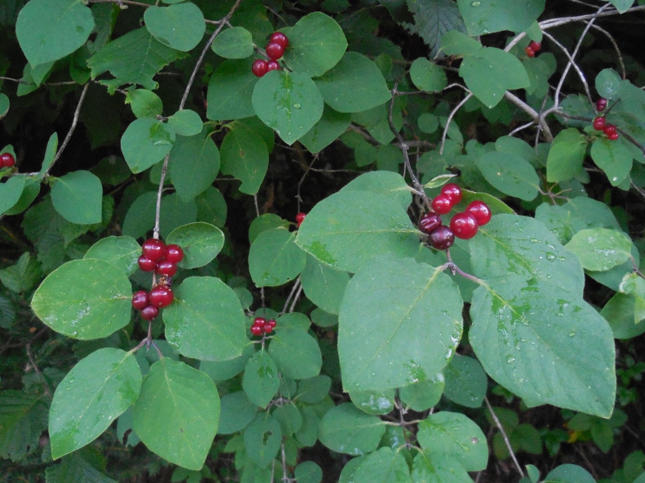 Lonicera xylosteum / Caprifoglio peloso