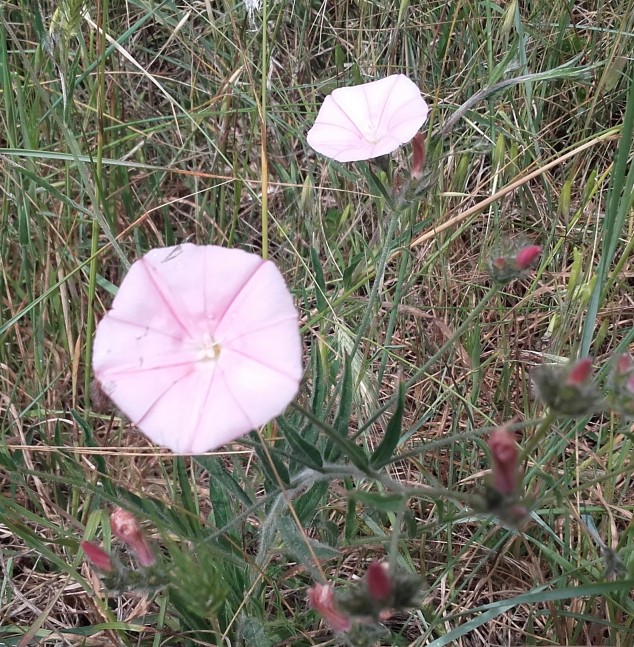 Convolvulus cantabrica e C. althaeoides