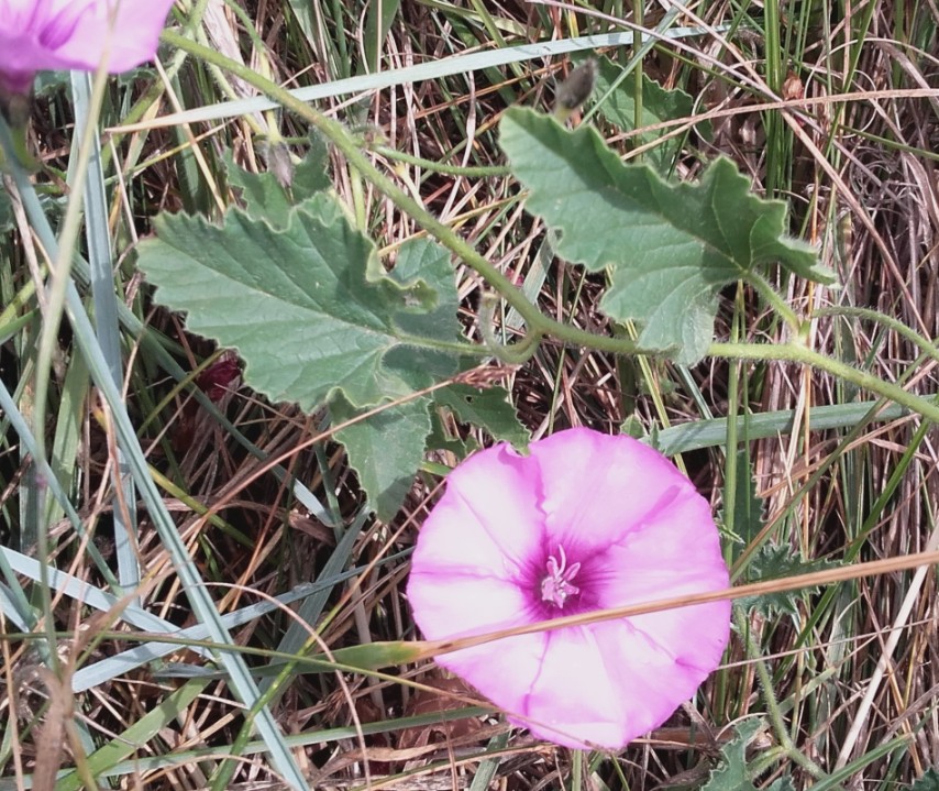 Convolvulus cantabrica e C. althaeoides