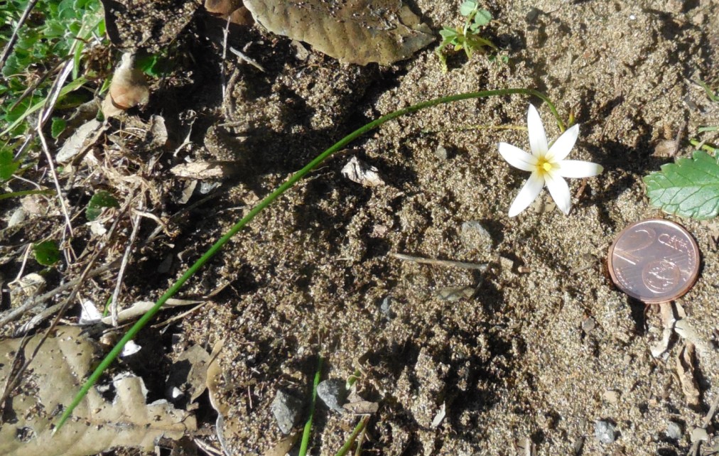 Romulea rollii  (Iridaceae)