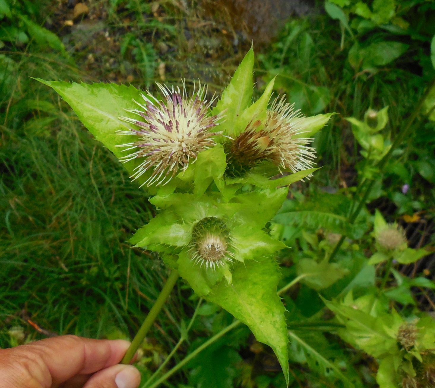 Cirsium oleraceum / Cardo giallastro