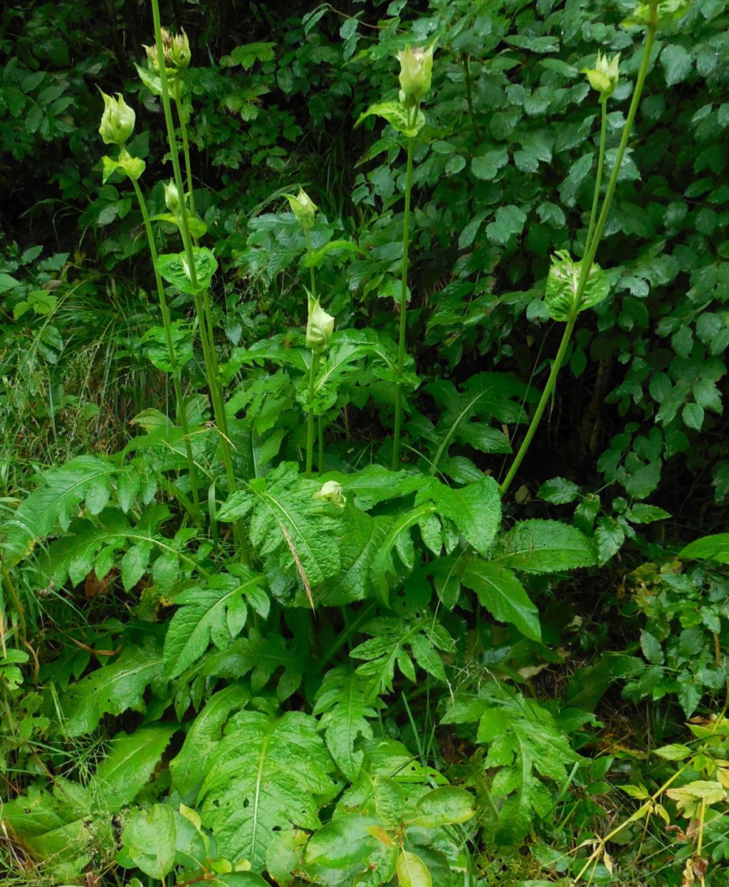 Cirsium oleraceum / Cardo giallastro