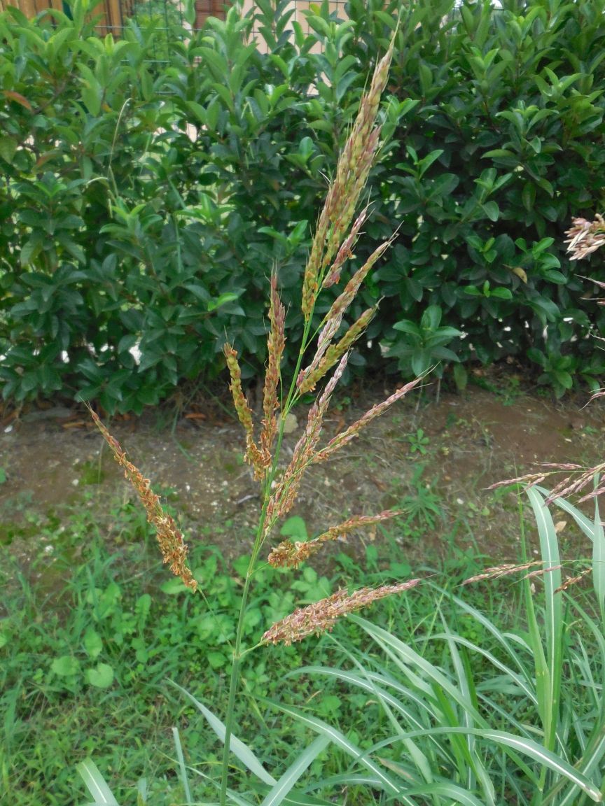 Sorghum halepense / Sorgo selvatico