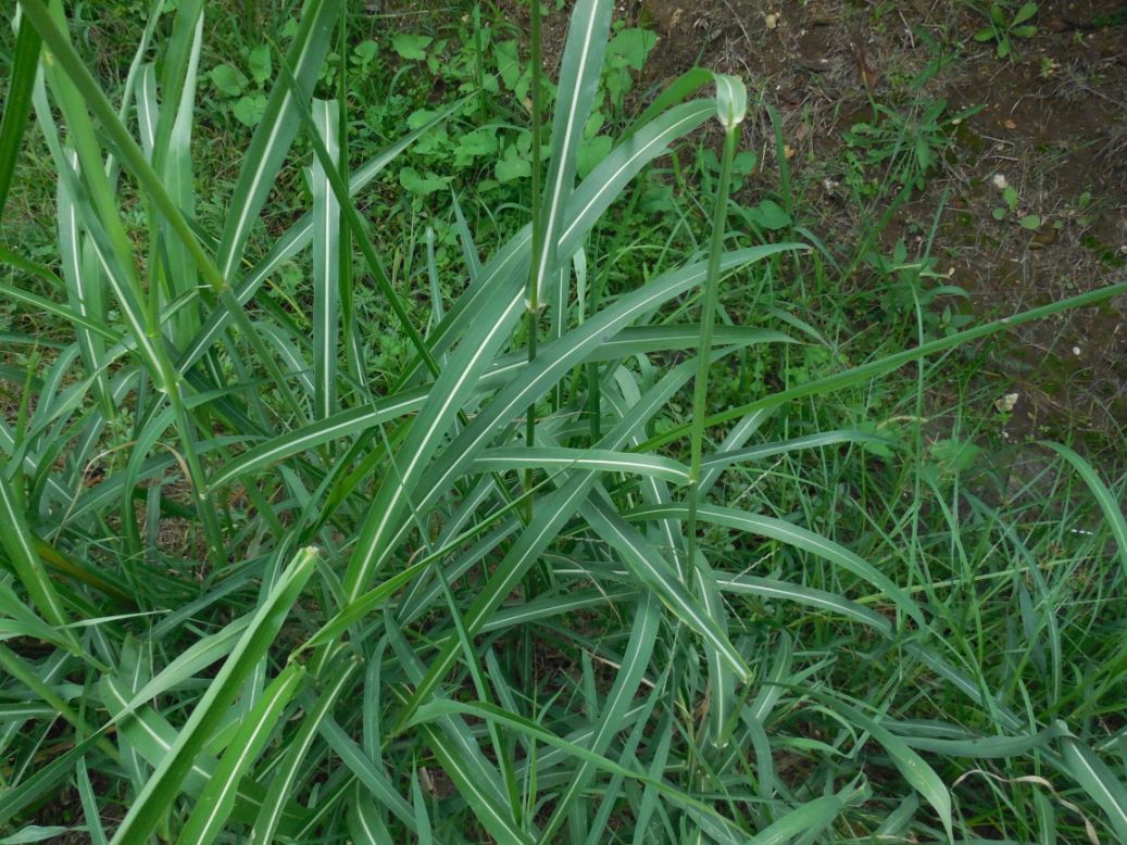 Sorghum halepense / Sorgo selvatico