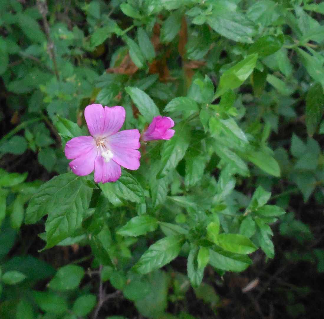 Epilobium cfr. hirsutum (Myrtales - Onagraceae)