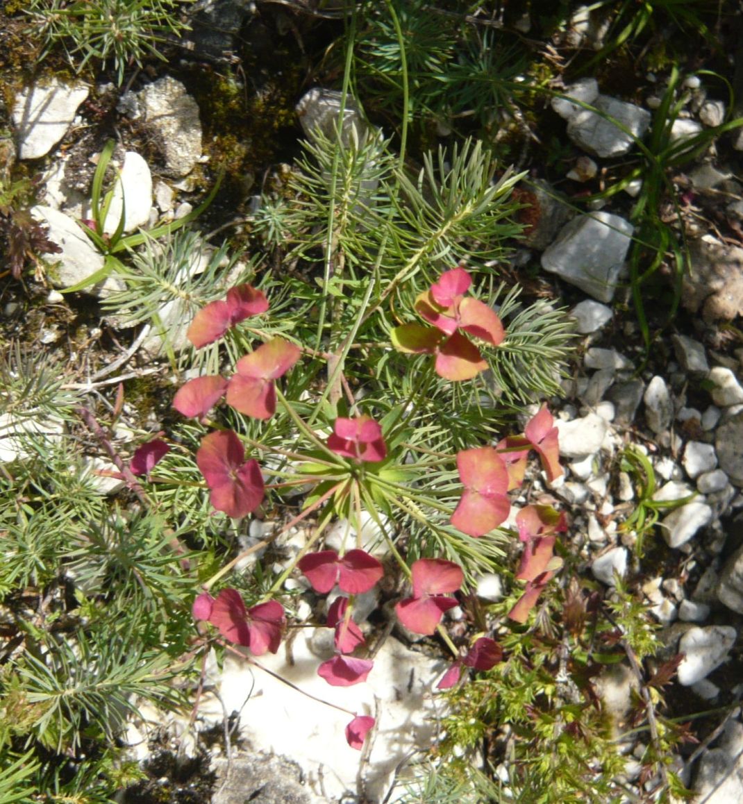 Euphorbia cyparassias