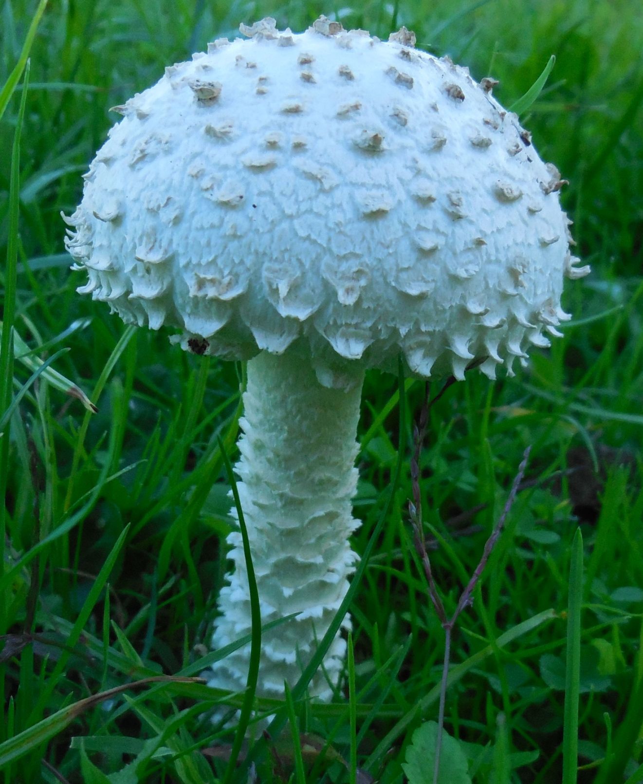 amanita falloide ?