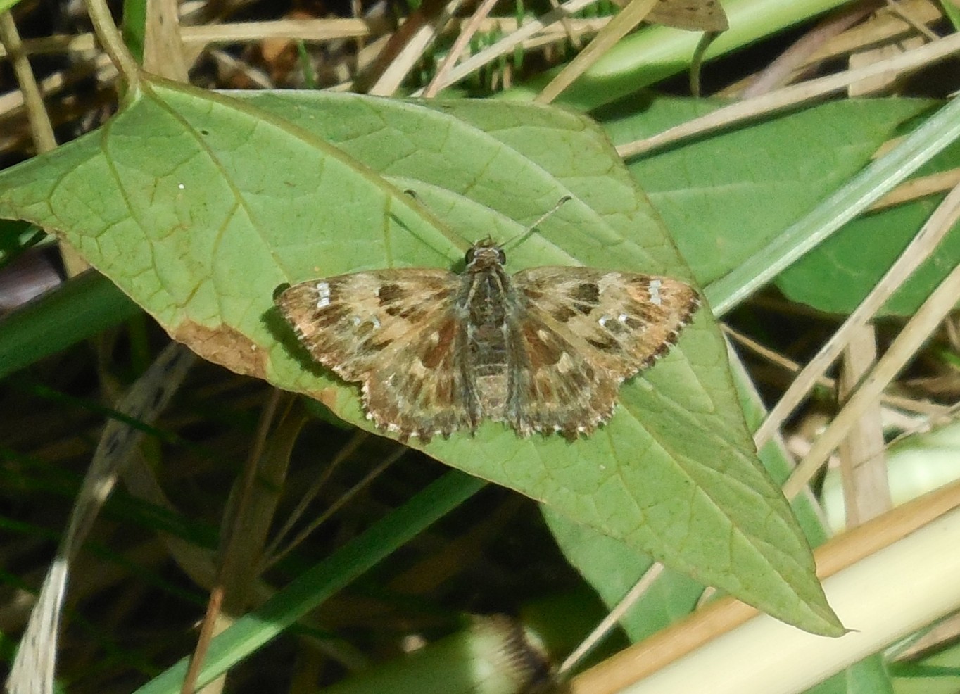 Carcharodus alceae, Hesperiidae