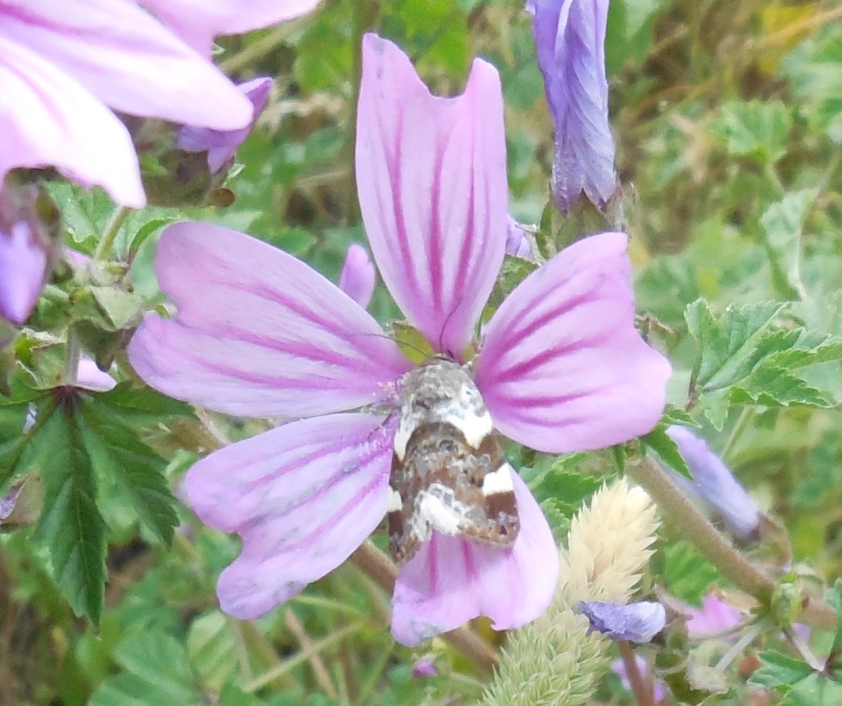 Lepidottero da determinare 11set - Acontia (Acontia) lucida, Noctuidae