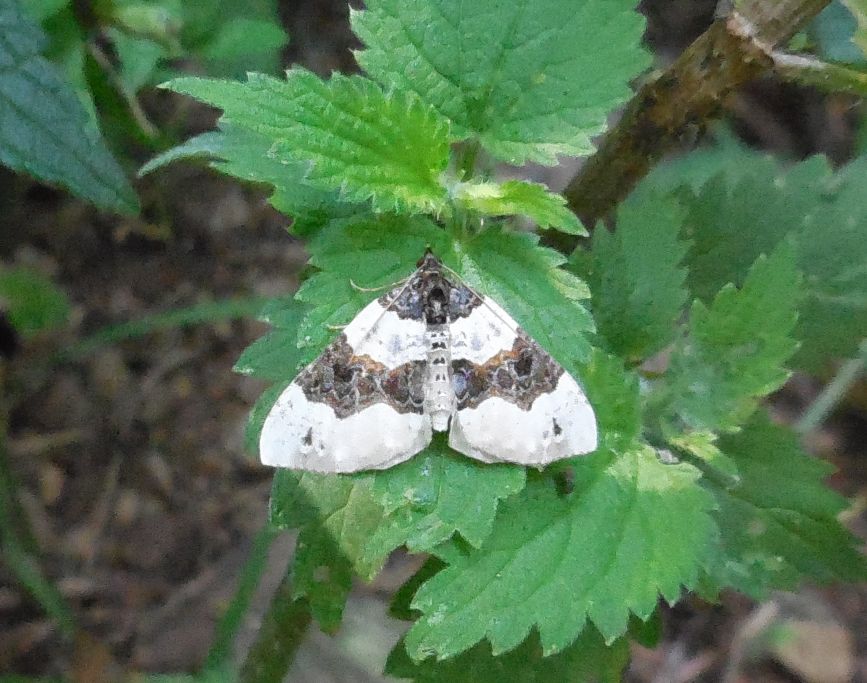 Lepidottero da determinare - Cosmorhoe ocellata