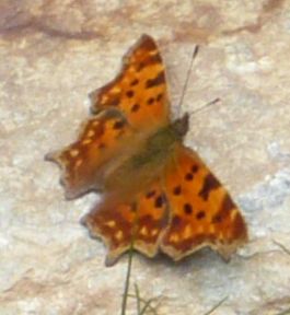 Lepidottero da determinare - Polygonia c-album