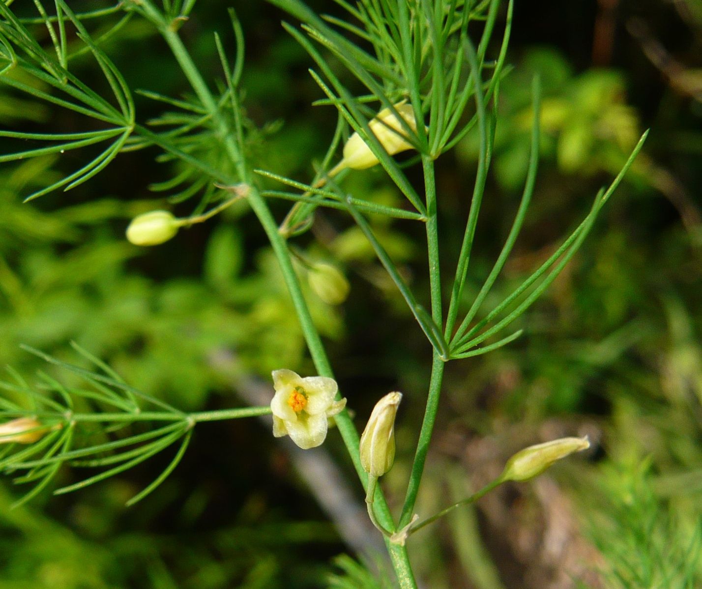 Asparagus officinalis / Asparago