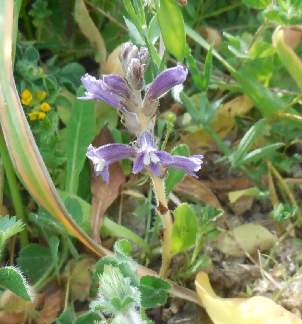 fiore da determinare 16apr