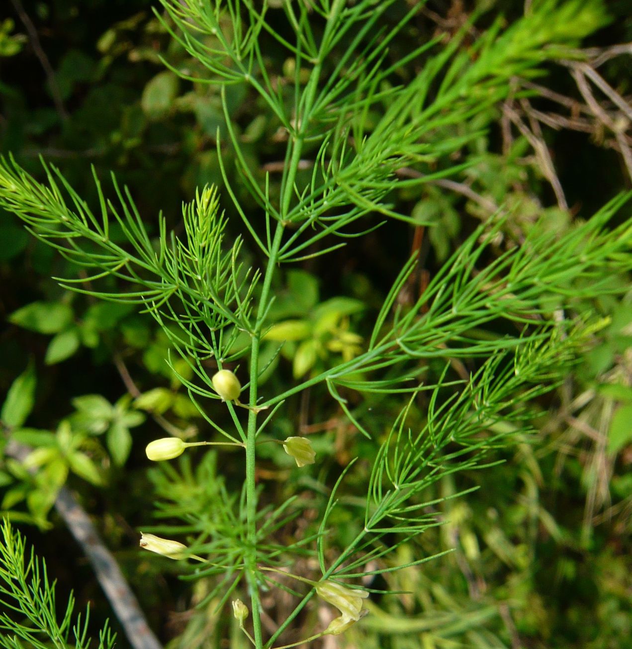 Asparagus officinalis / Asparago