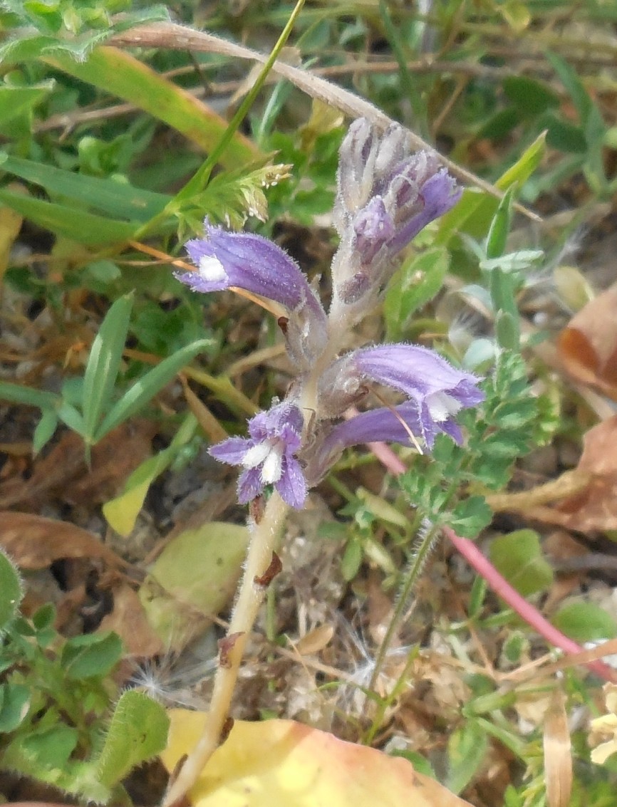 fiore da determinare 16apr