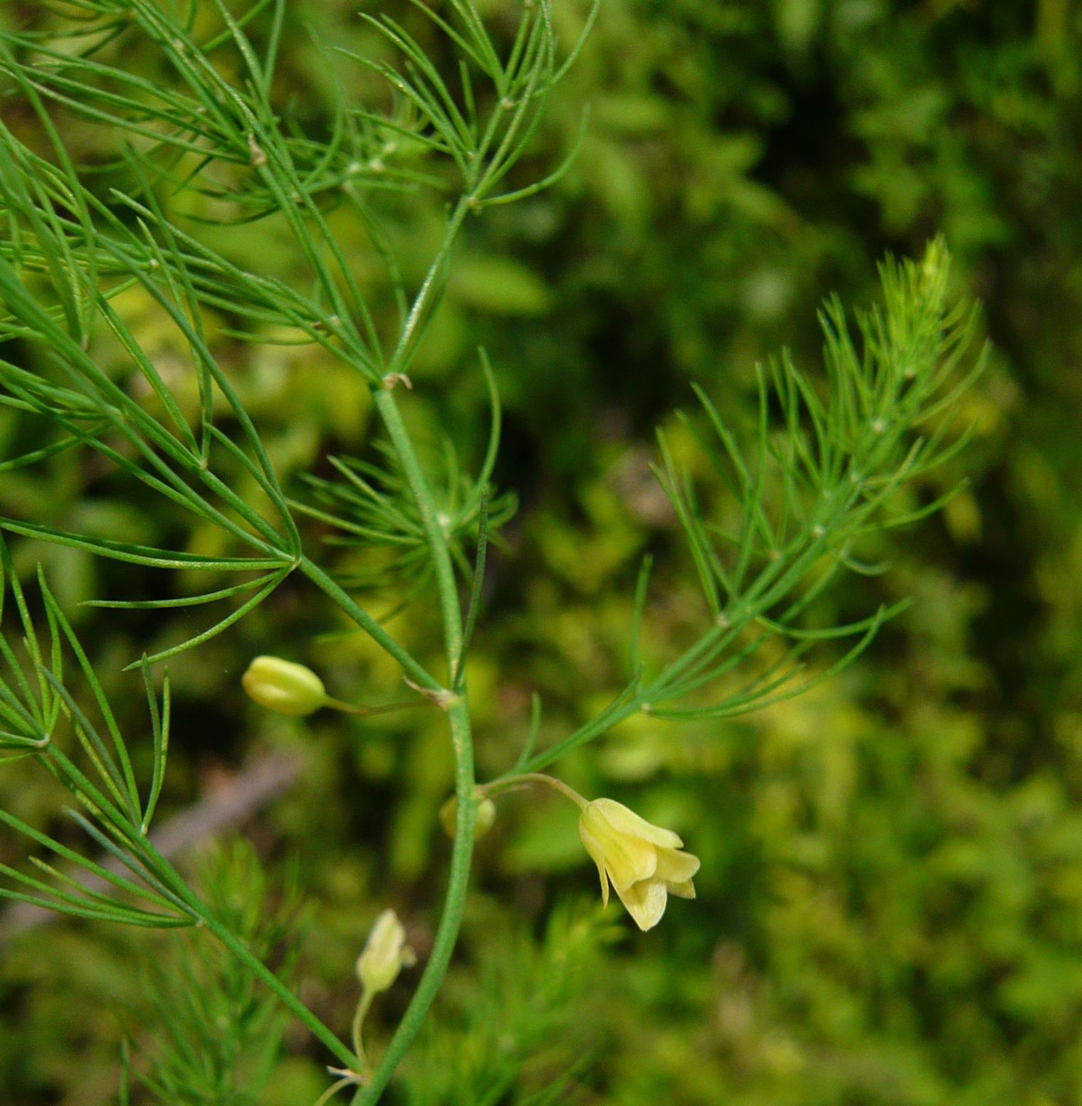 Asparagus officinalis / Asparago