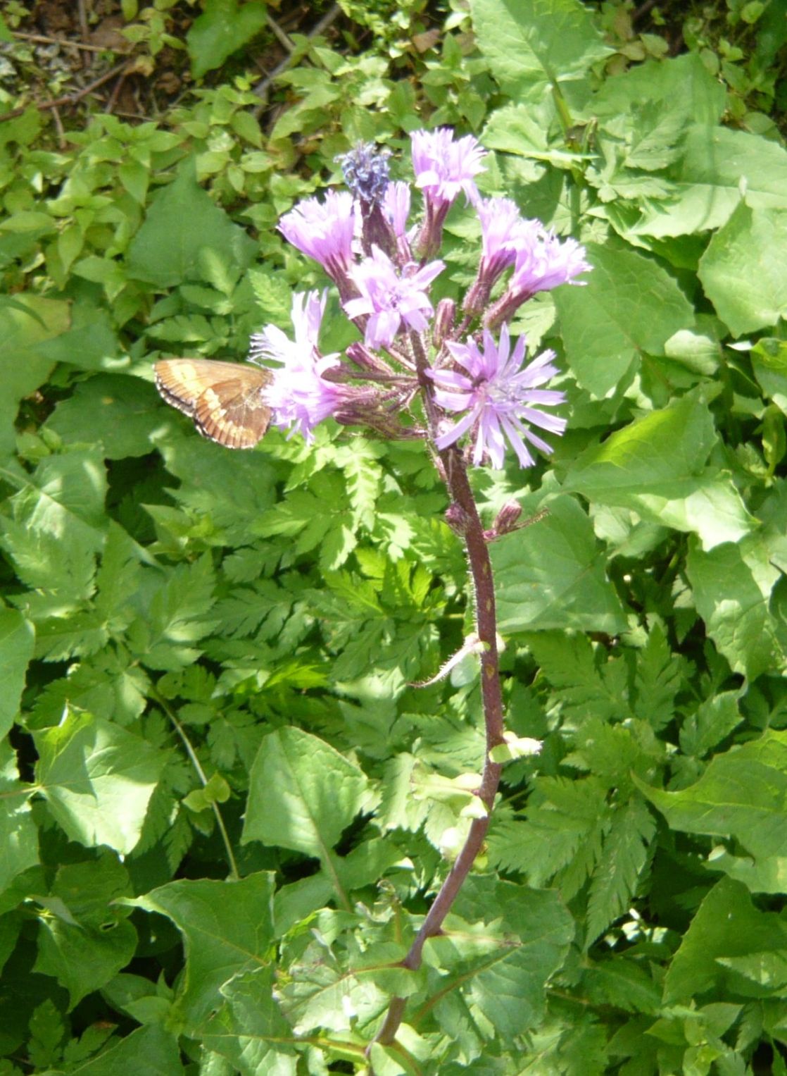 Lactuca alpina