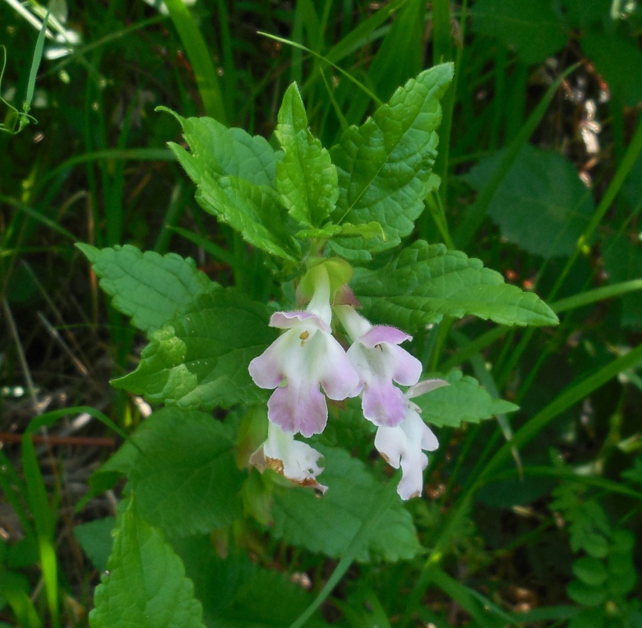 Melittis melissophyllum