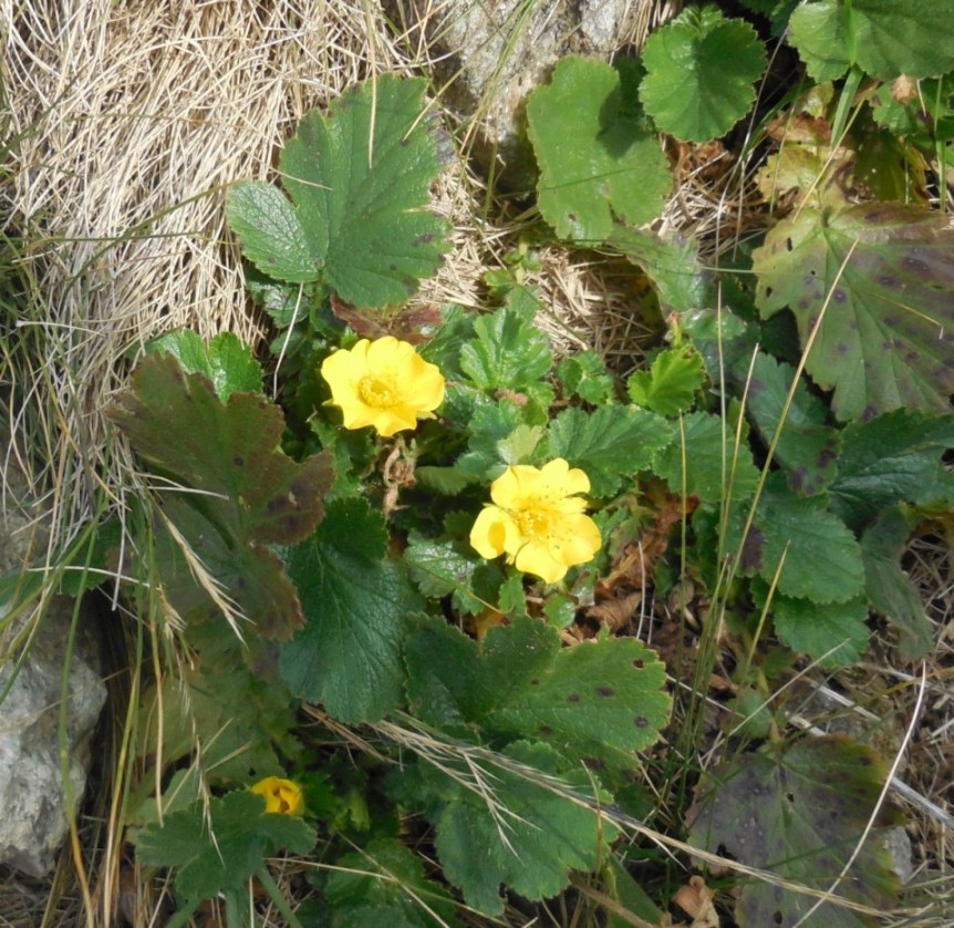 Geum montanum