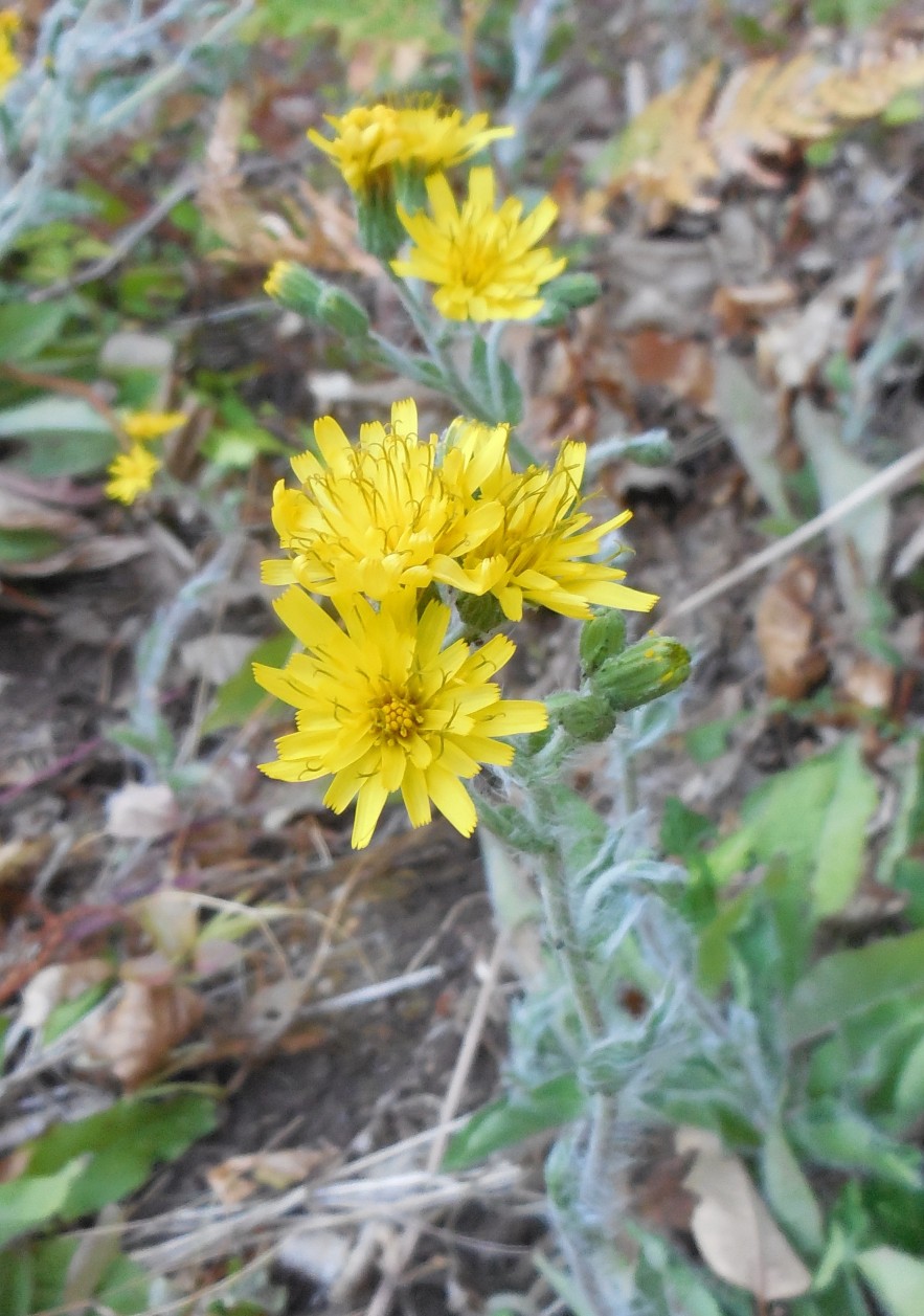 fiore lanuginoso da determinare 4 set