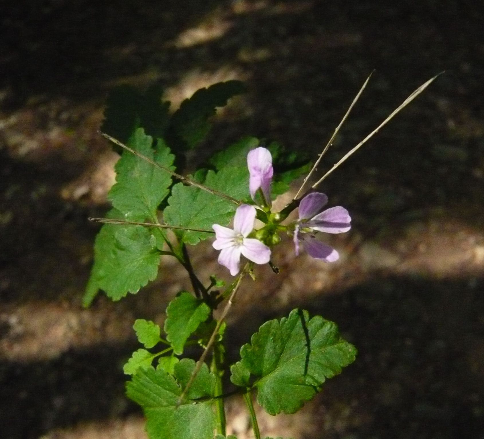 Cardamine chelidonia