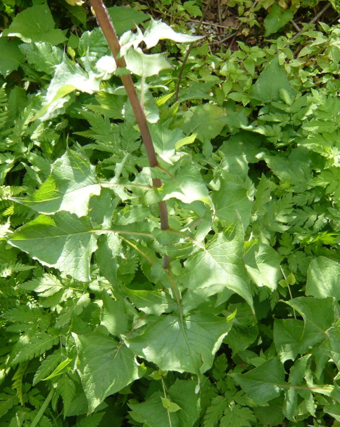 Lactuca alpina