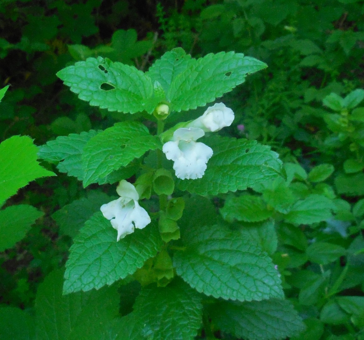 Melittis melissophyllum