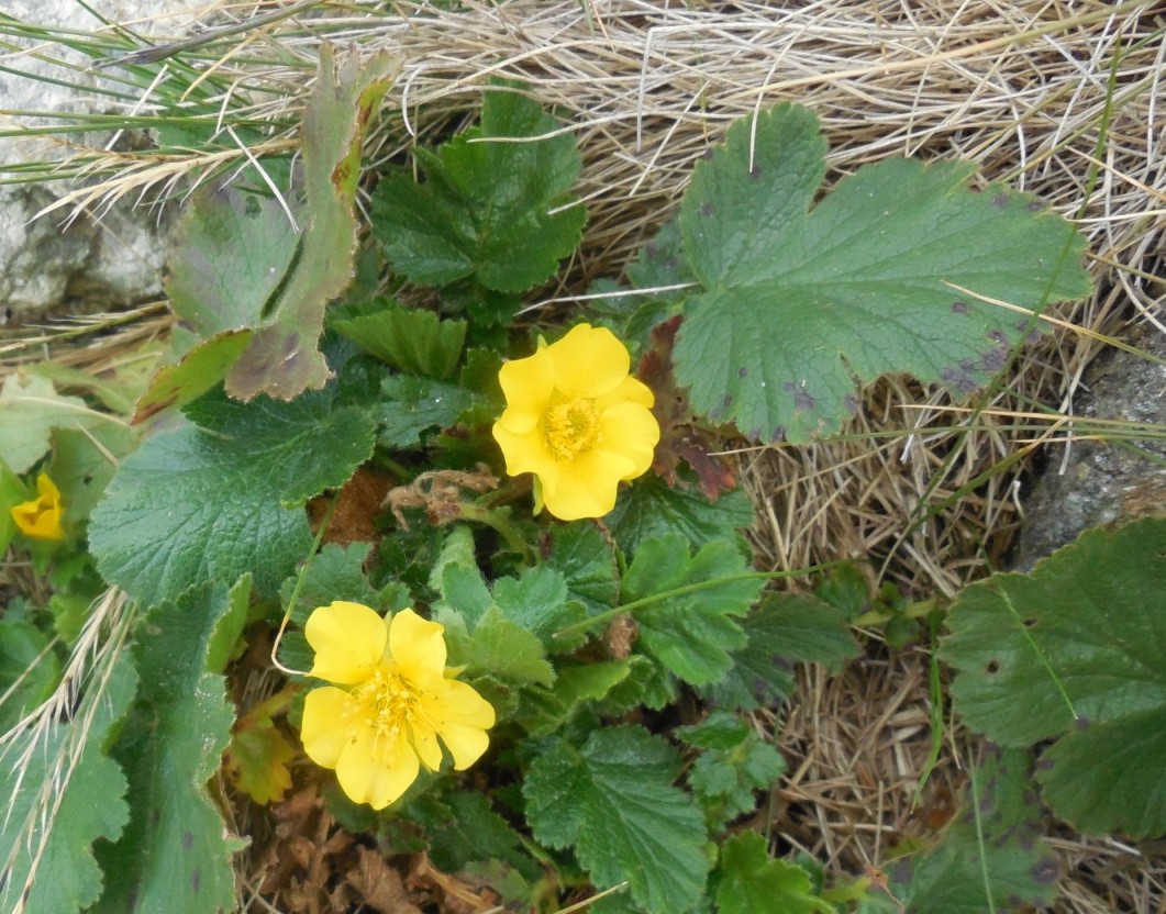 Geum montanum