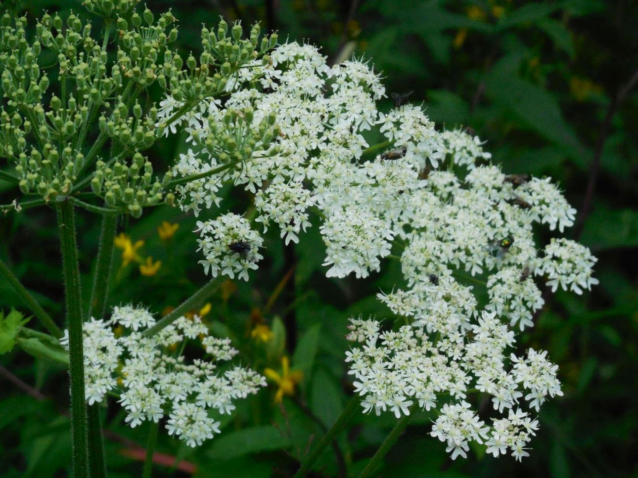 ombrellifera - Heracleum sphondylium