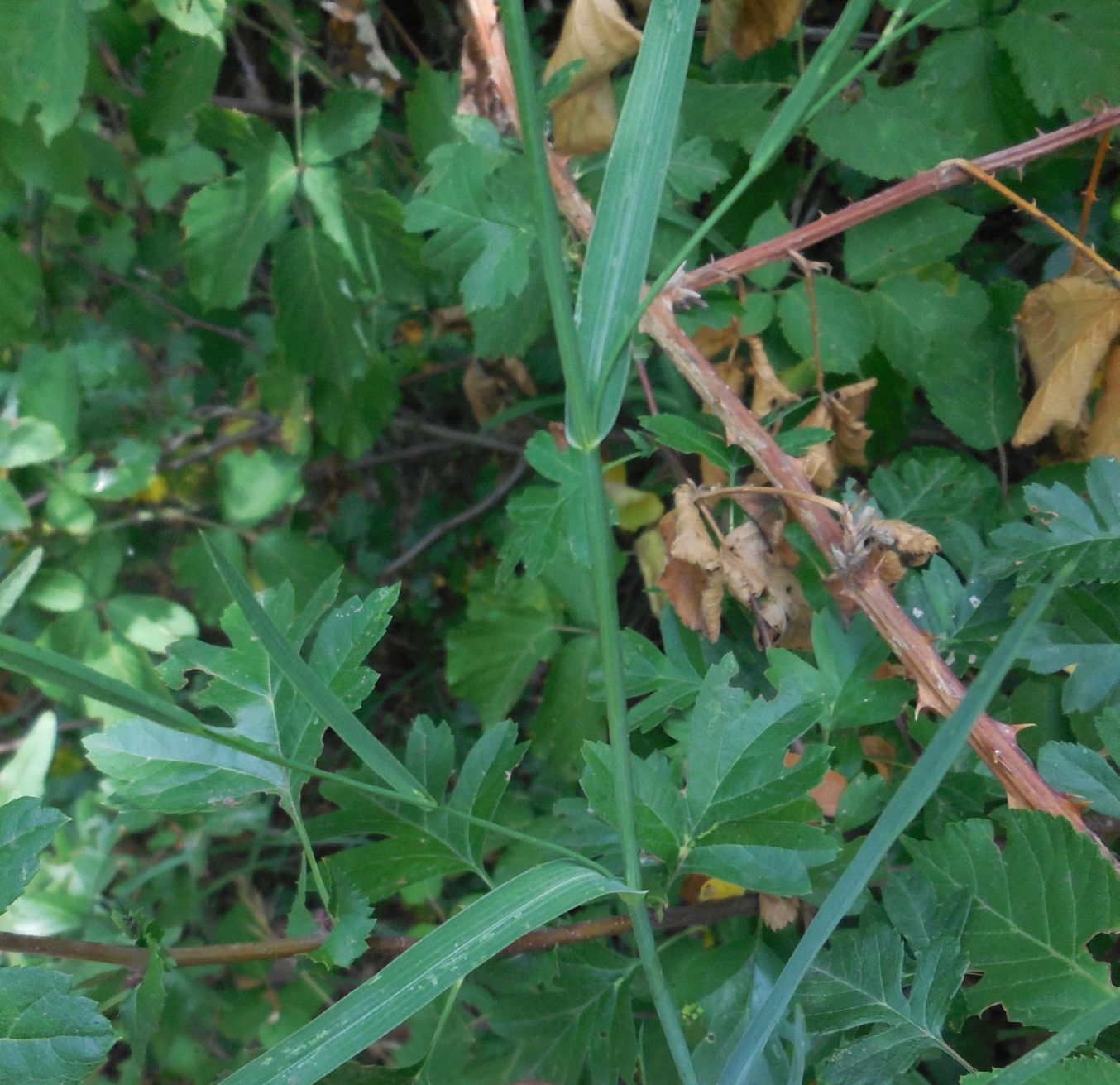 Bupleurum praealtum / Bupleuro lino-selvatico