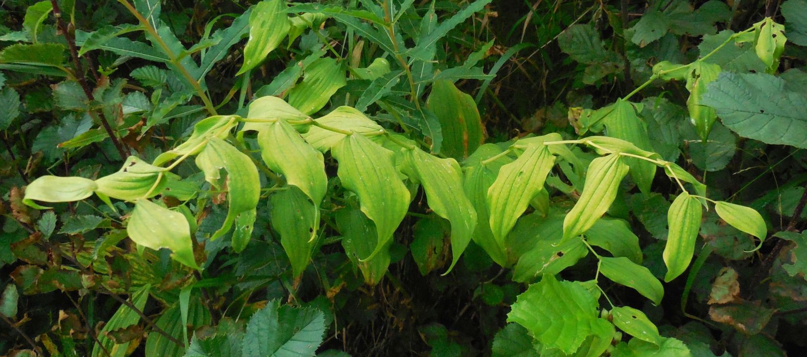 Streptopus amplexifolius