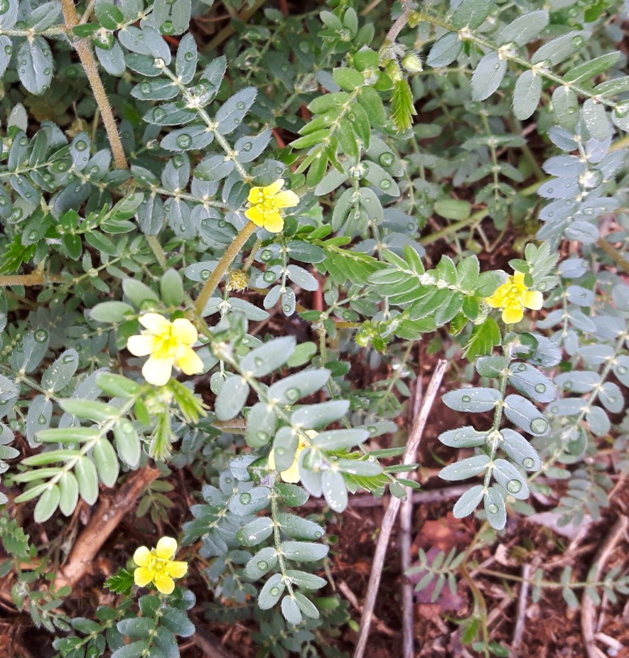 Tribulus terrestris / Tribolo