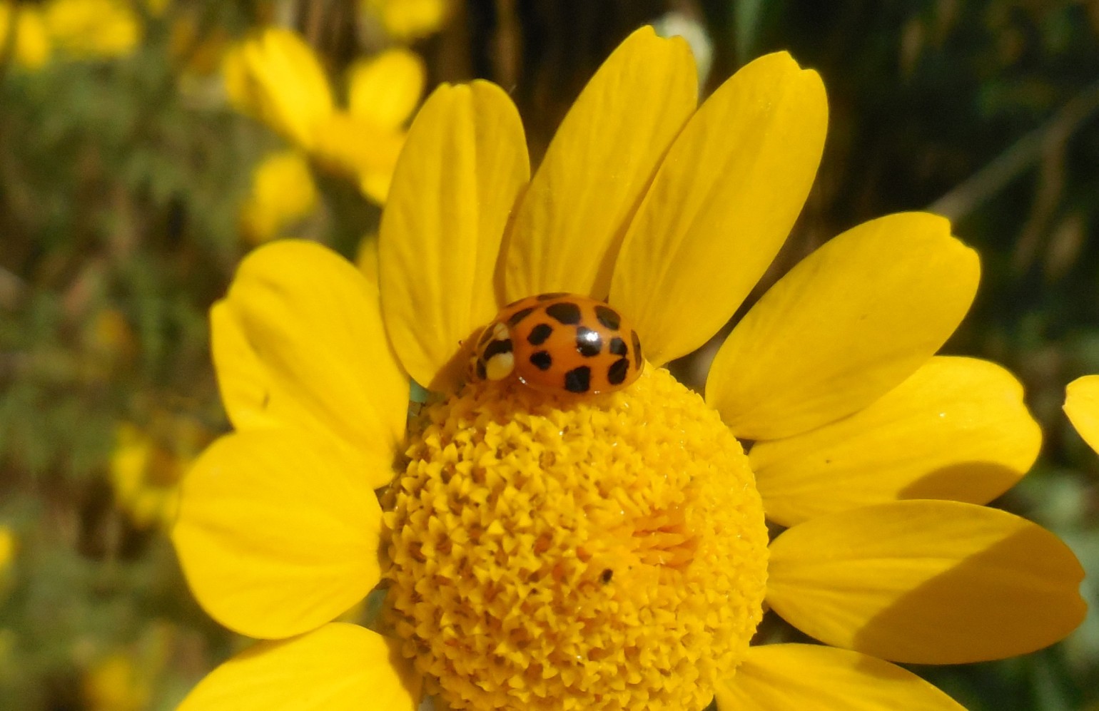 Harmonia axyridis