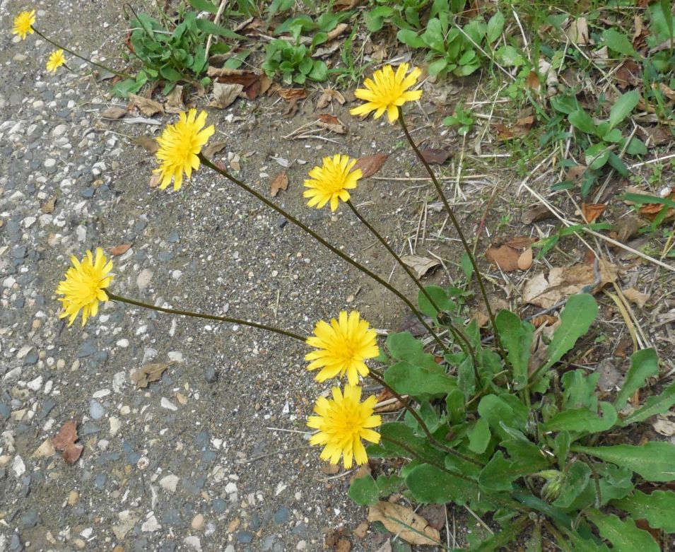 Leontodon sp. (Asteraceae)