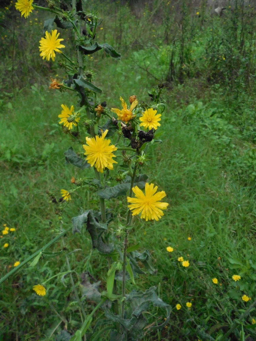 Picris hieracioides / Aspraggine comune