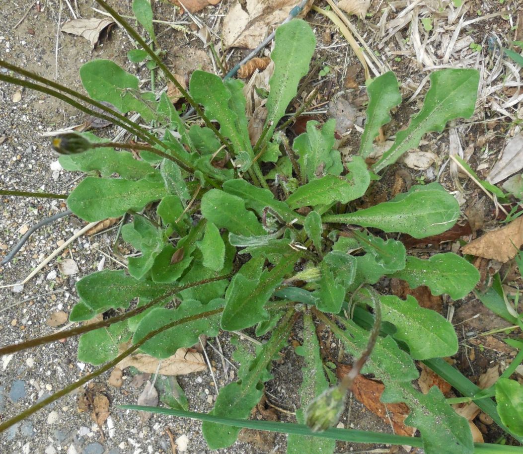 Leontodon sp. (Asteraceae)