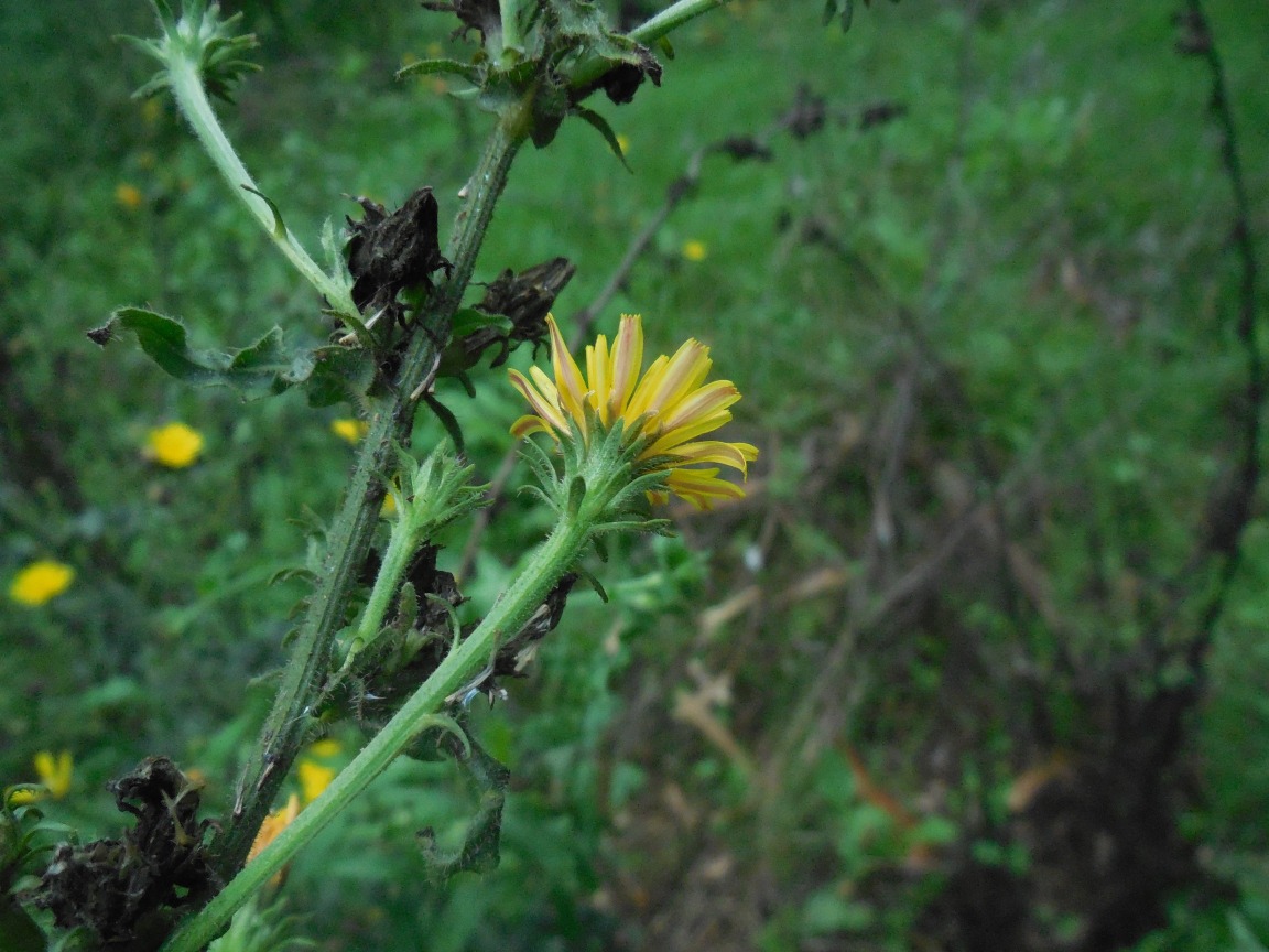 Picris hieracioides / Aspraggine comune