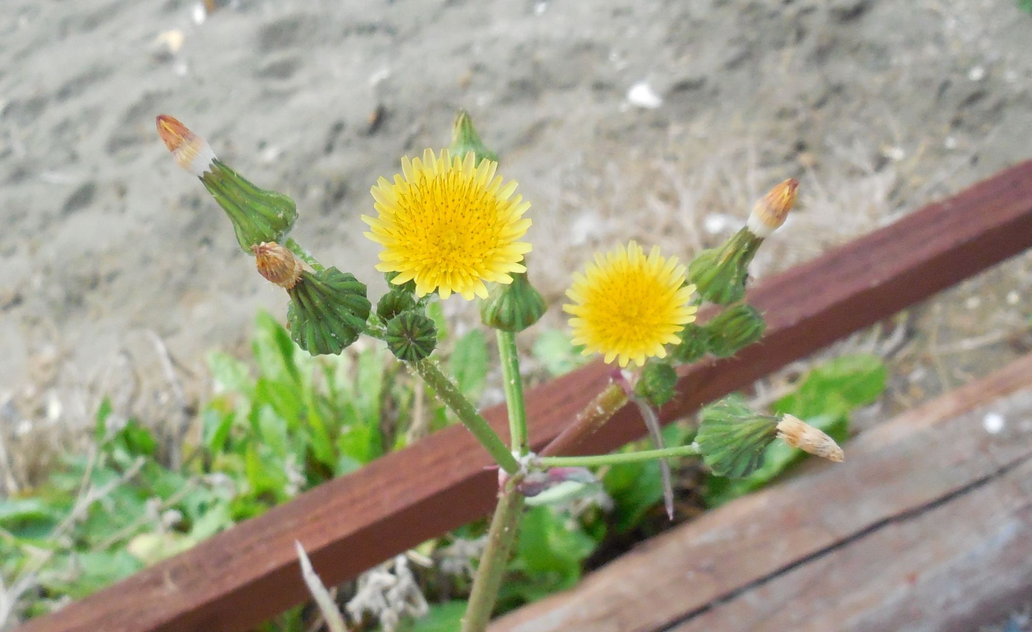 Sonchus sp. (Asteraceae)