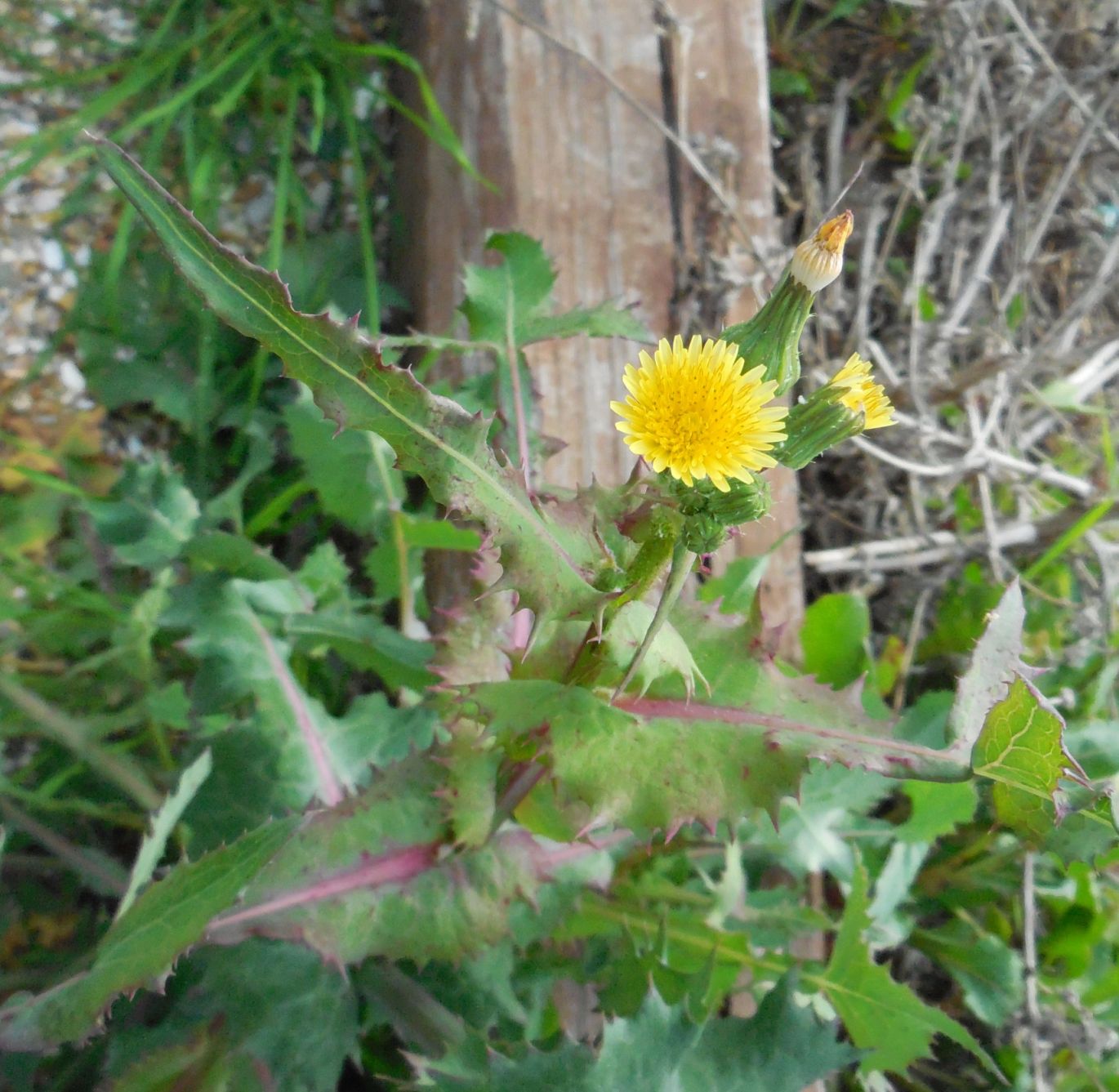 Sonchus sp. (Asteraceae)