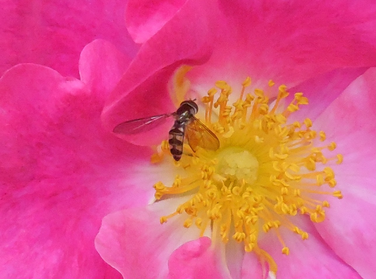 Syrphidae:  Meliscaeva auricollis