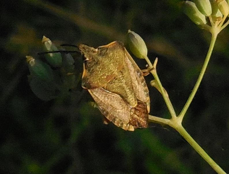 Pentatomidae: Carpocoris purpureipennis