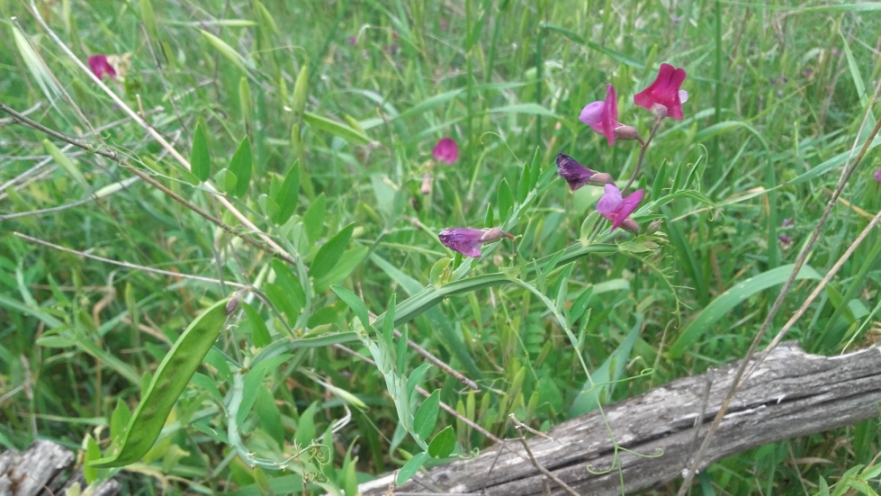 Lathyrus clymenum