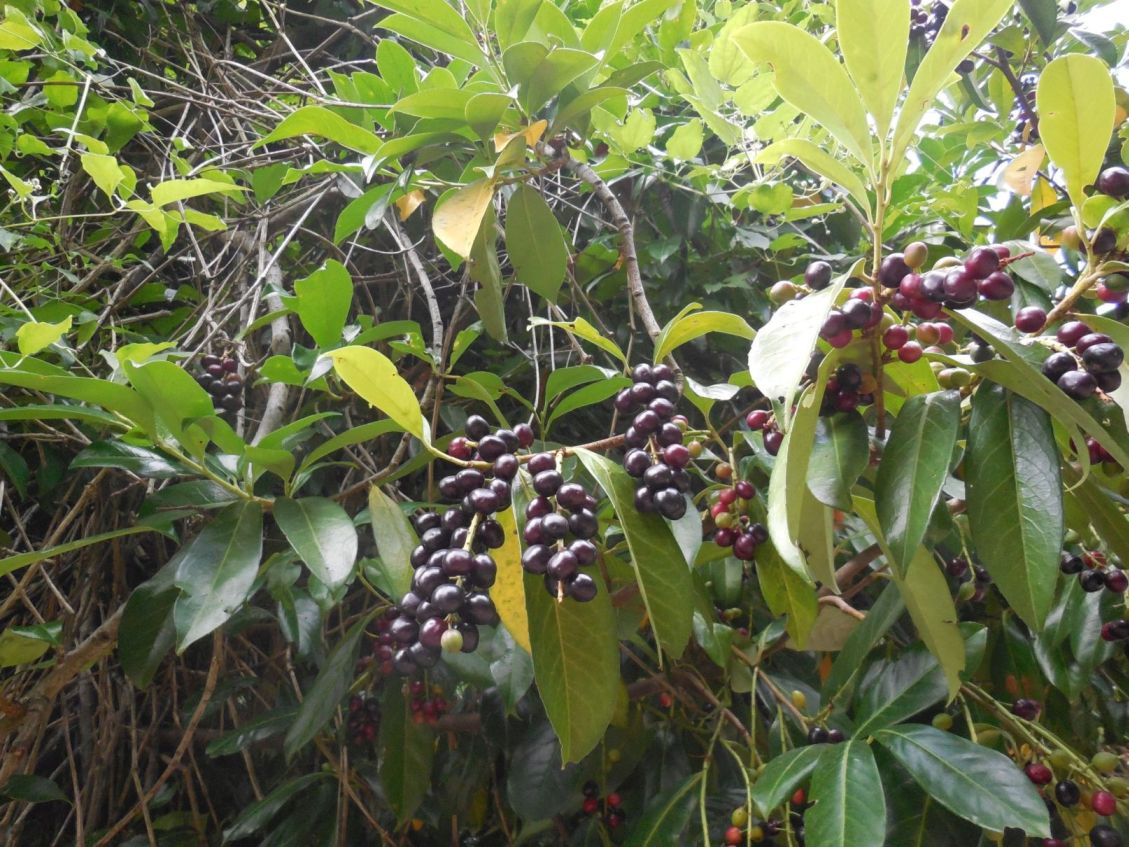 Prunus laurocerasus (Rosaceae)