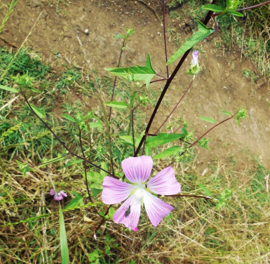 Malva punctata