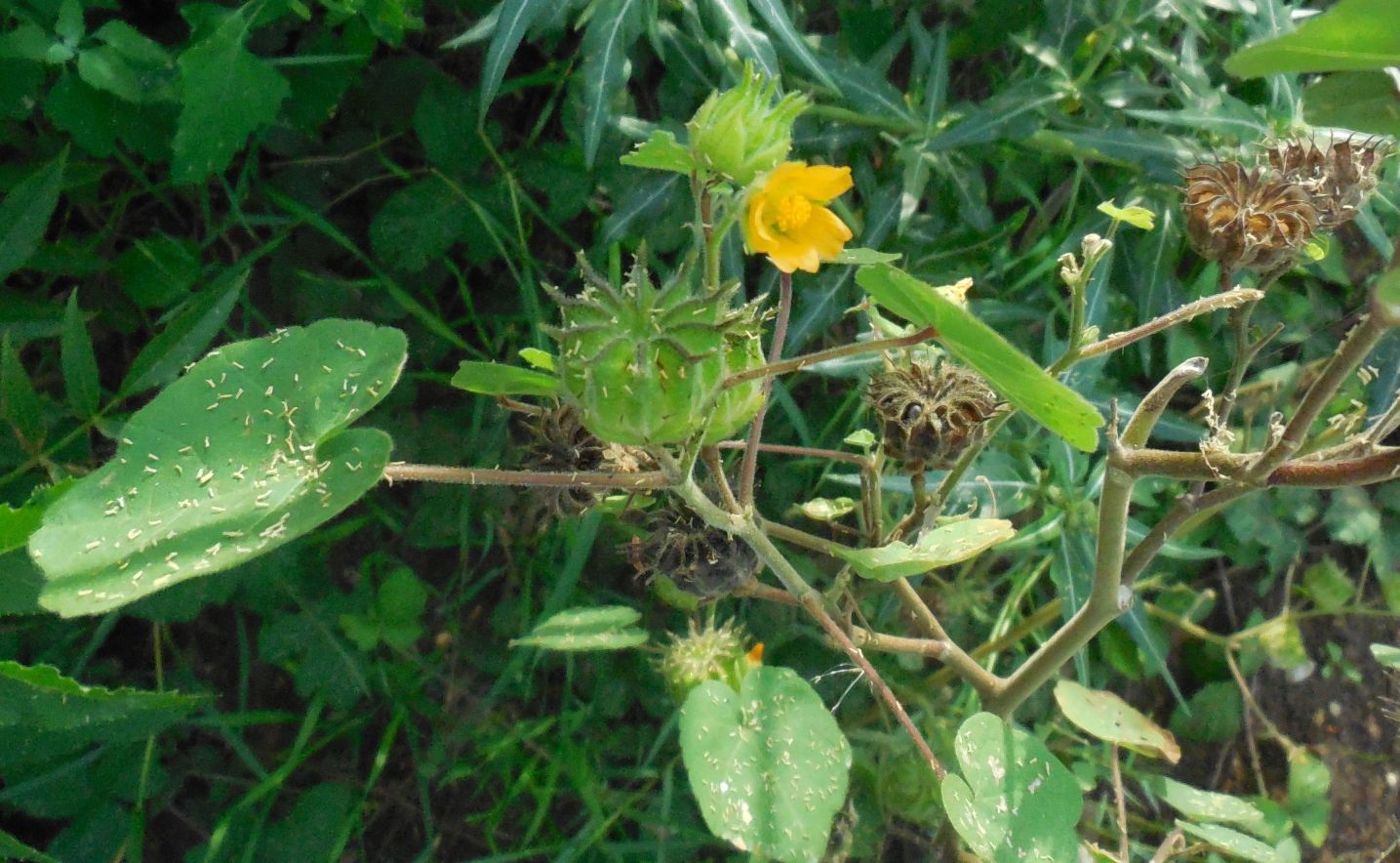 Abutilon theophrasti (Malvaceae)