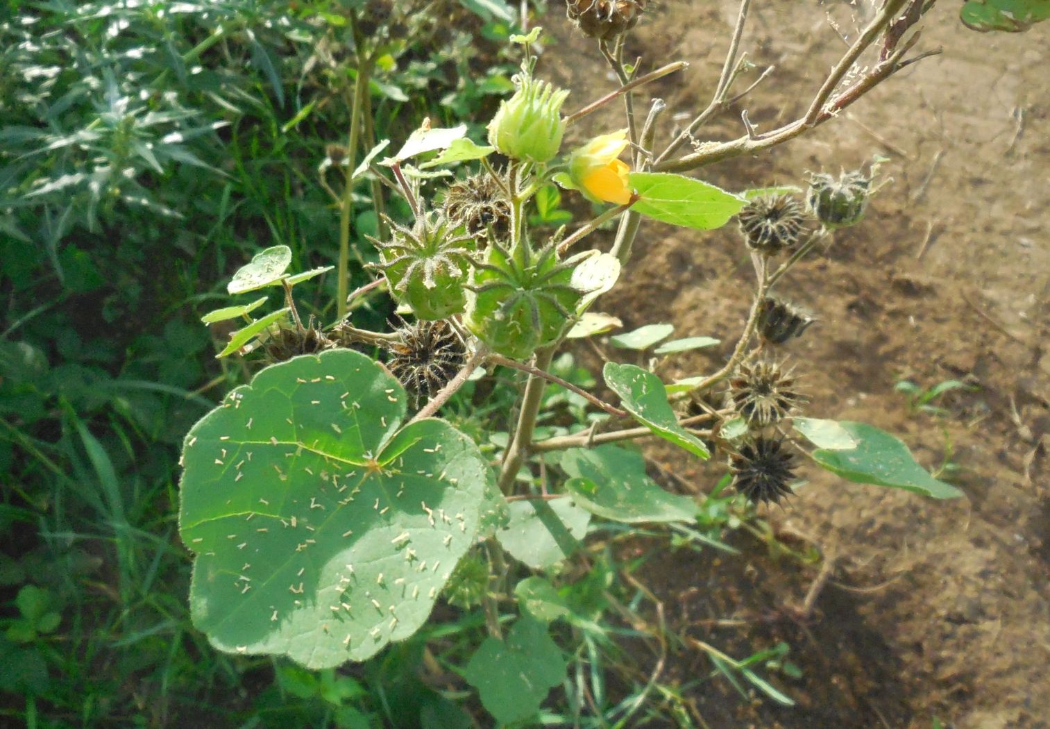 Abutilon theophrasti (Malvaceae)