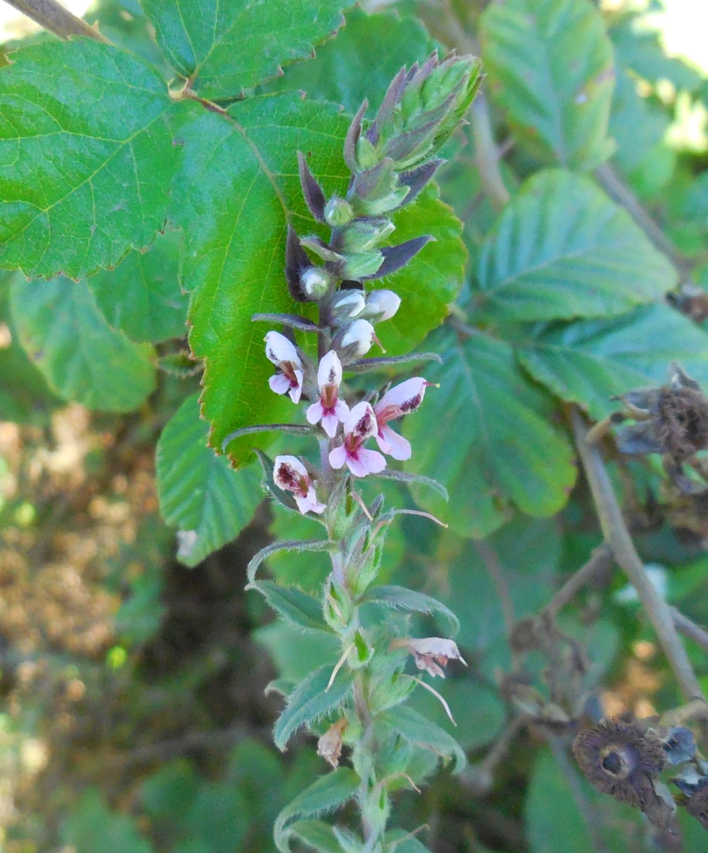 Odontites vulgaris (Lamiales - Orobanchaceae)