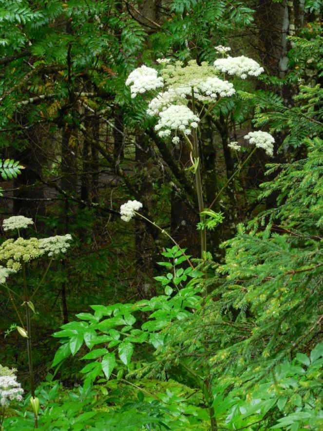 ombrellifera - Angelica sylvestris