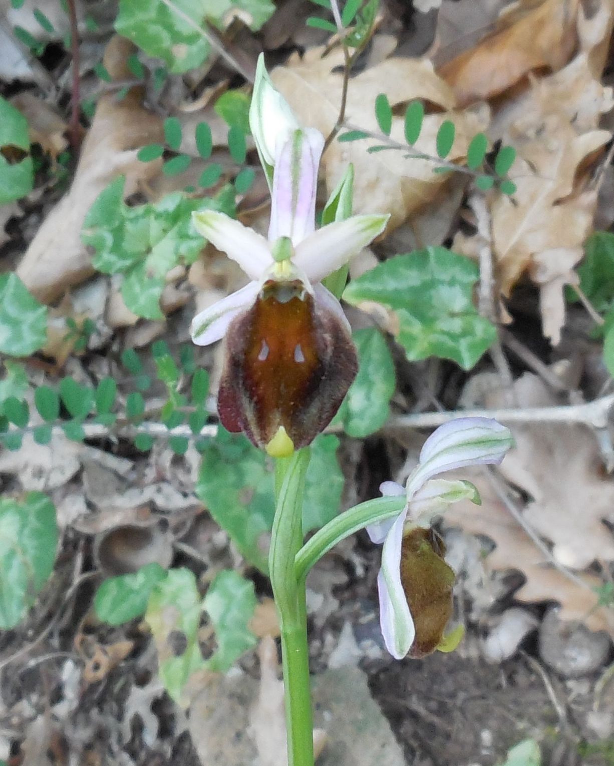 Ophrys da determinare